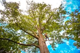 Best Mulching Services  in Grove, OK