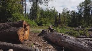 Best Emergency Tree Removal  in Grove, OK