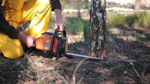 Reliable Grove, OK Tree Removal Solutions