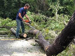 Best Tree and Shrub Care  in Grove, OK