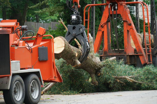 Best Tree Cabling and Bracing  in Grove, OK