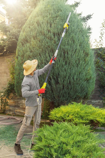 Best Stump Grinding and Removal  in Grove, OK